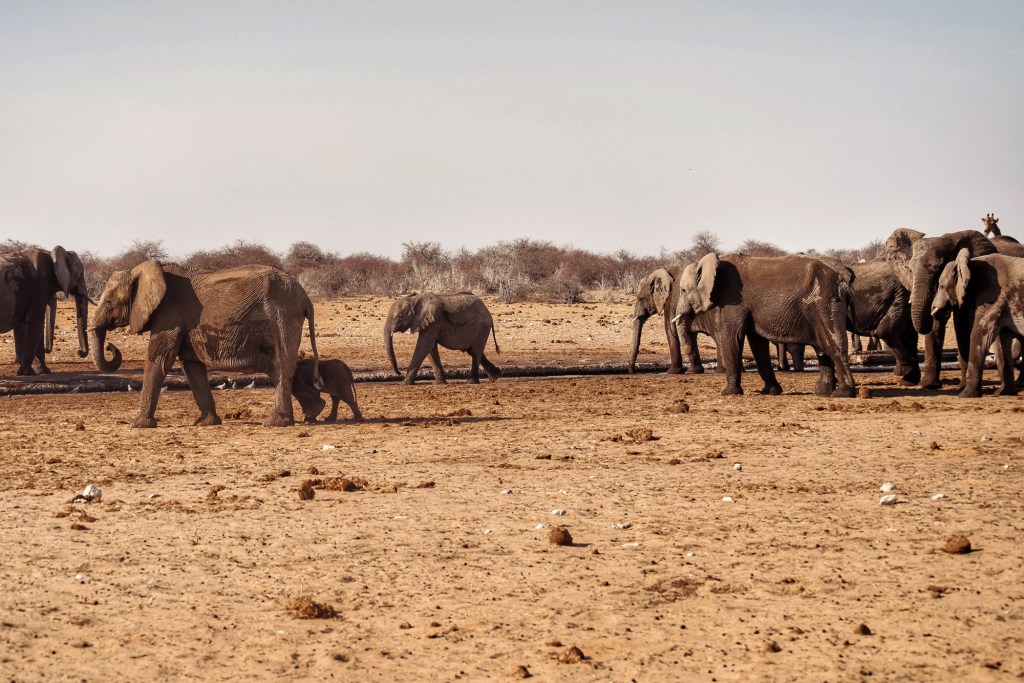 Travel Guide to Etosha National Park, Namibia – What to See, Eat &&nbsp;Do