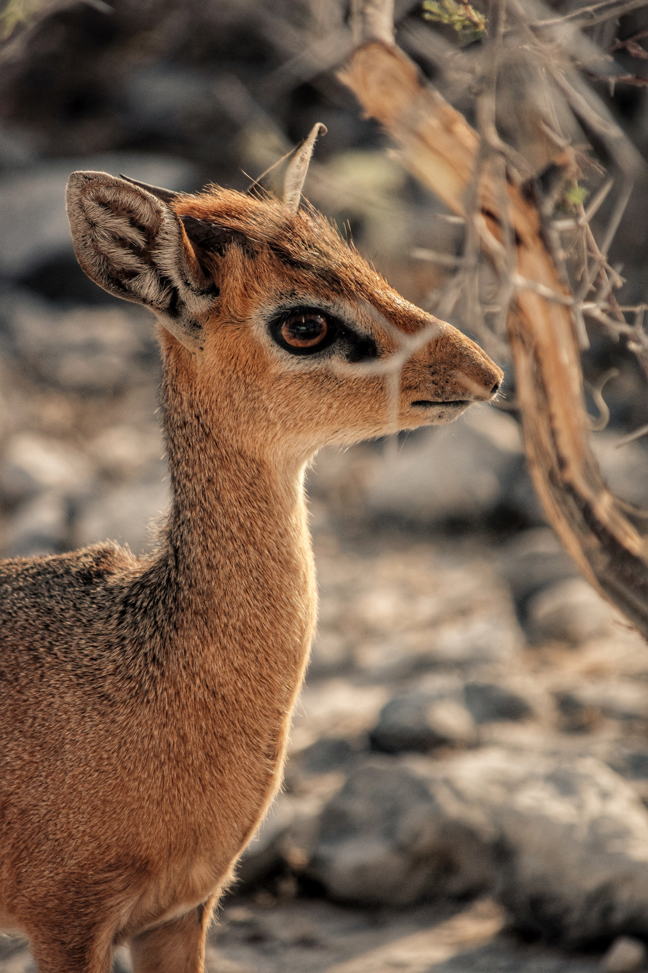 damara dik dik