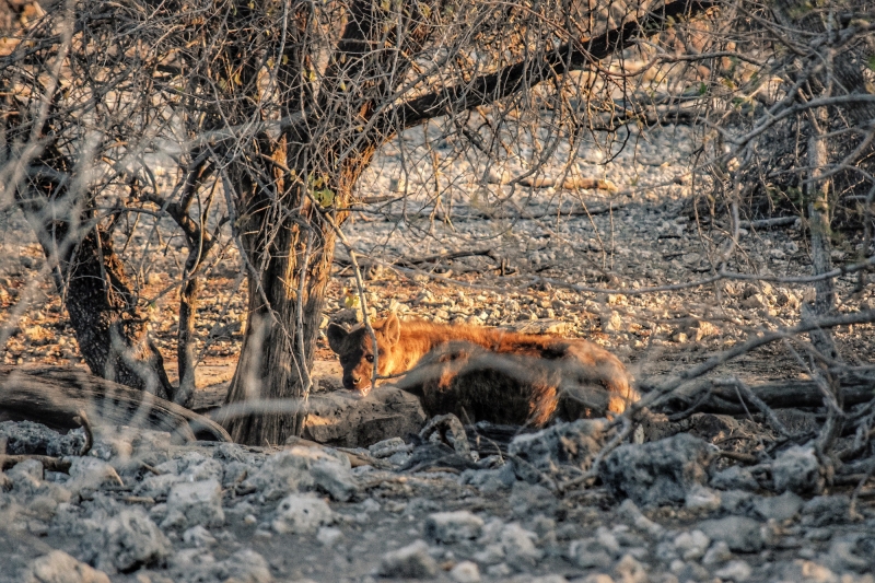 hyena sunset in etosha