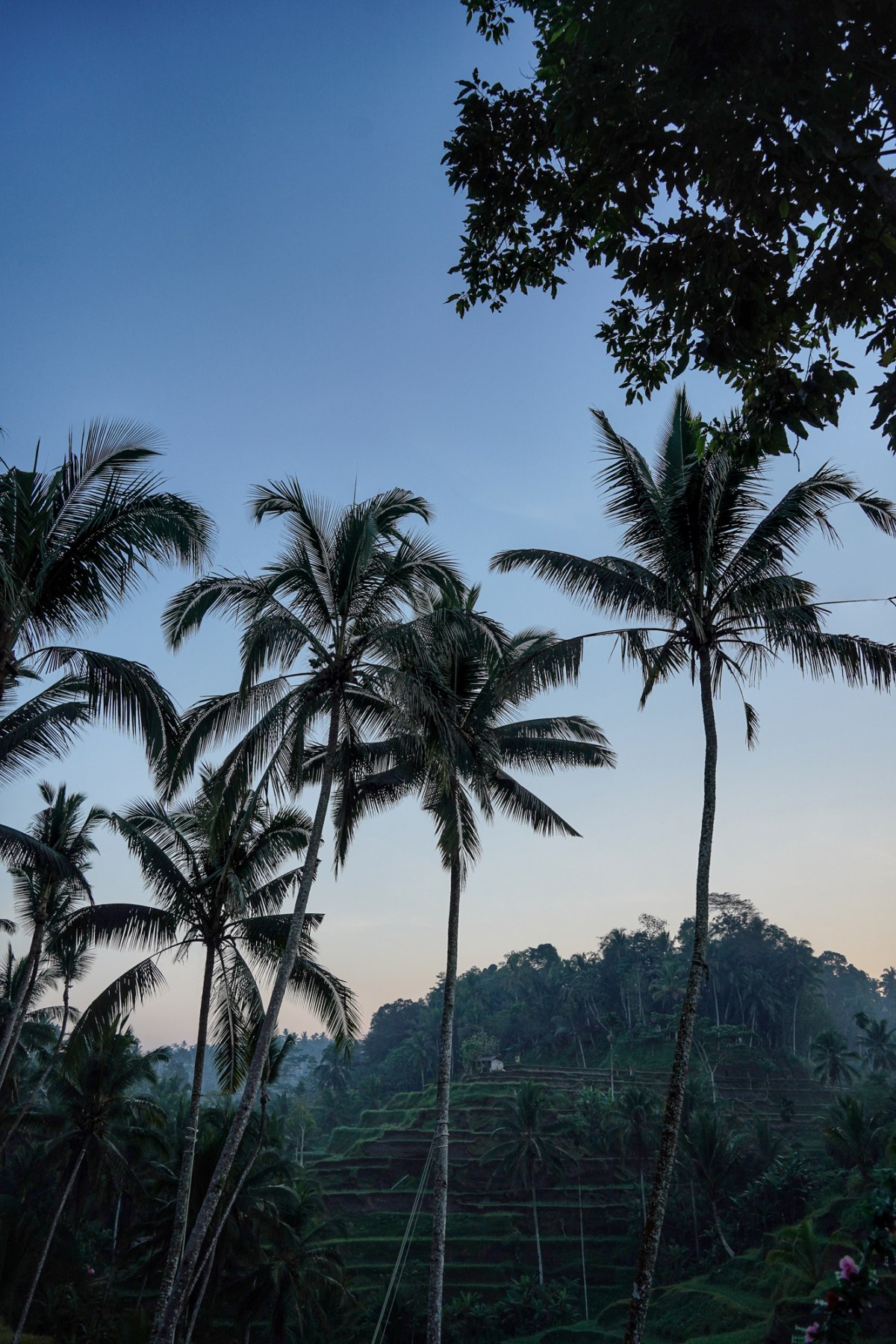 Food & Travel Guide to Ubud, Bali – What to See, Eat &&nbsp;Do